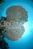Table coral