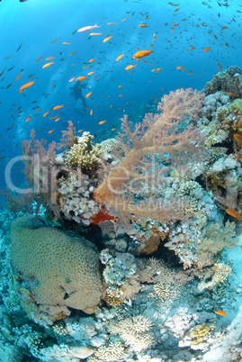 Colourful tropical reef