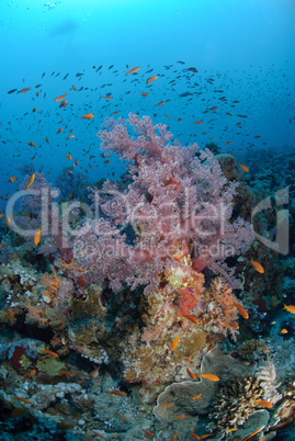 Colourful tropical reef