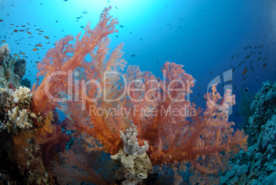 Colourful tropical reef