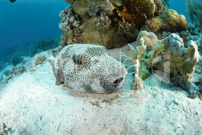 Giant puffer fish