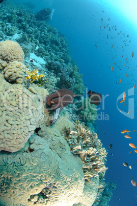 Common reef octopus