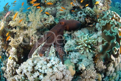 Common reef octopus