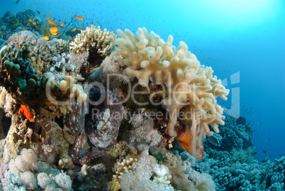 Common reef octopus