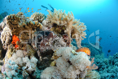 Common reef octopus