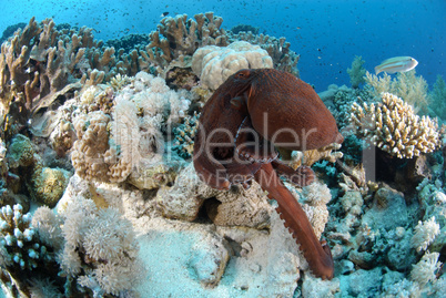 Common reef octopus