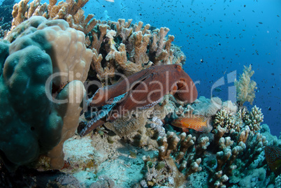 Common reef octopus