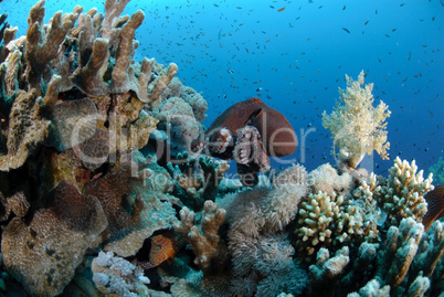 Common reef octopus