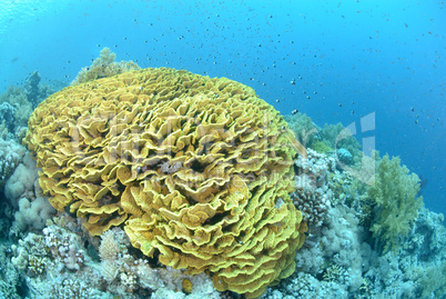 Pristine salad coral