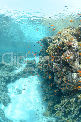 Shallow tropical reef in a sandy lagoon