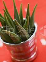 Pot filled with Okra