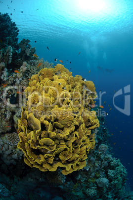 Vibrant and colourful tropical reef