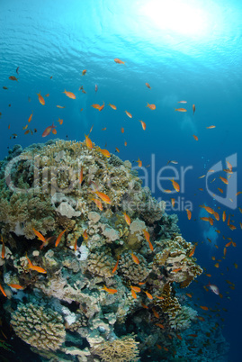 Vibrant and colourful tropical reef