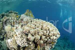 Vibrant and colourful tropical reef