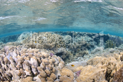 Vibrant and colourful tropical reef