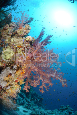 Vibrant and colourful tropical reef