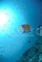 Yellow bar anglefish and coral reef