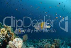 Yellow bar anglefish and coral reef