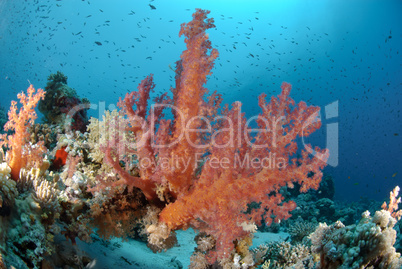 Vibrant and colourful tropical reef