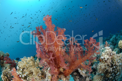 Vibrant and colourful tropical reef