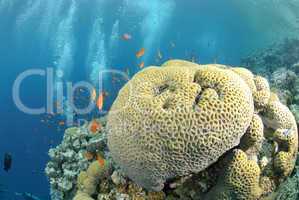 Vibrant and colourful tropical reef