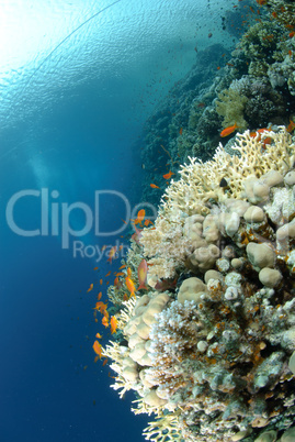 Vibrant and colourful tropical reef