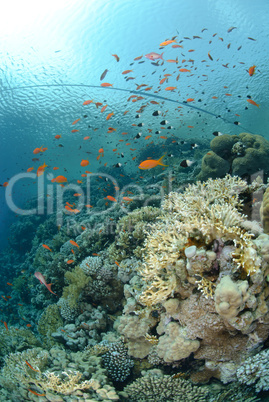 Vibrant and colourful tropical reef