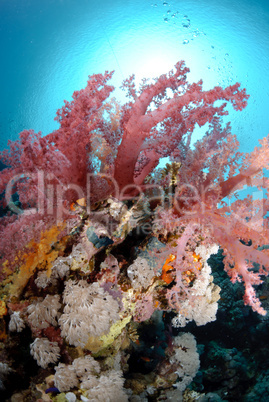 Vibrant and colourful tropical reef