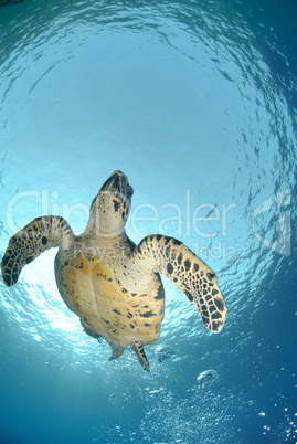 One Male hawksbill turtle. Red Sea, Egypt.