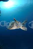 One Male hawksbill turtle. Red Sea, Egypt.