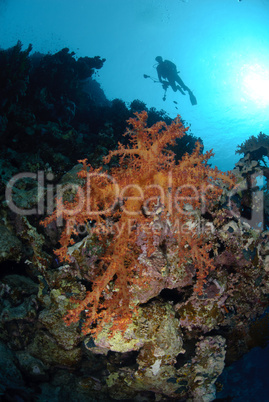 Vibrant and colourful tropical reef