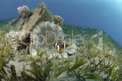 red Sea anemonefish