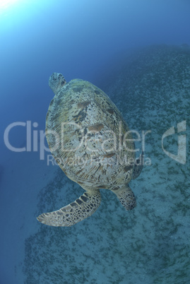 Green Sea turtle swimming dow the the ocean floor