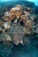 Hawksbill turtle investigating coral reef