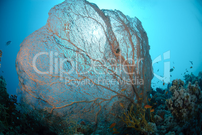 Giant Sea fan