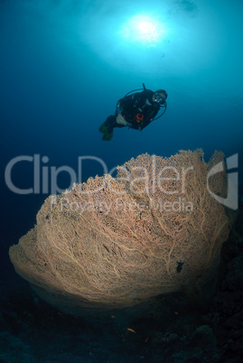 Scuba diver above a Giant georgonian fan coral