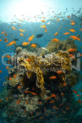 Tropical coral reef scene