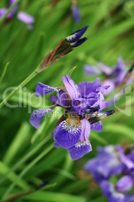 Iris versicolor