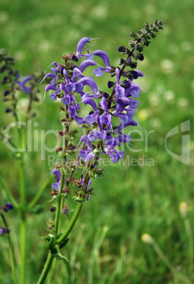 Wiesensalbei