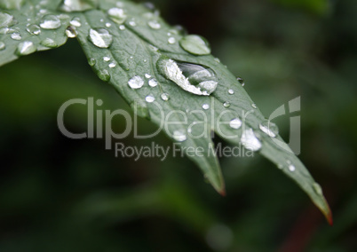 Wassertropfen auf Blatt