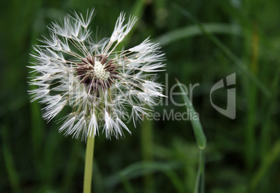 Pusteblume