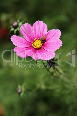 Cosmea (Schmuckkörbchen) und Biene