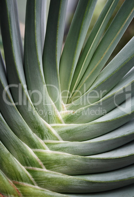 Aloe plicatilis