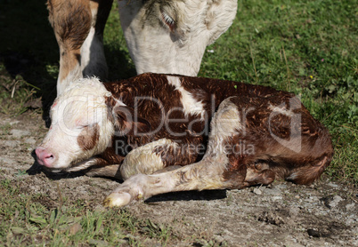 Neugeborenes Stierkalb