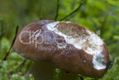 Boletus Mushroom, Dolomites