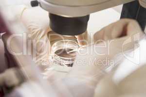 Embryologist transfering egg to special culture media