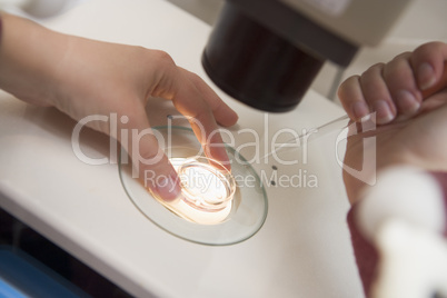 Embryologist adding sperm to egg