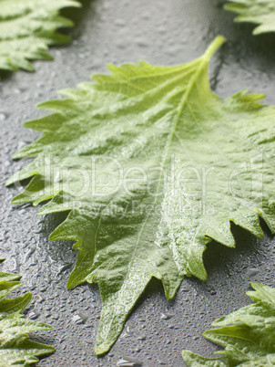 Shiso leaves