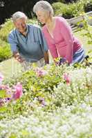 Senior couple working in garden