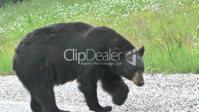 Black Bear on side road
